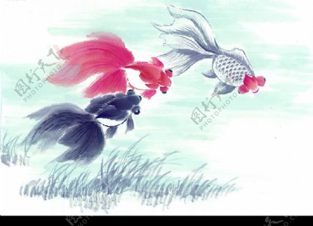 中国画鱼3图片
