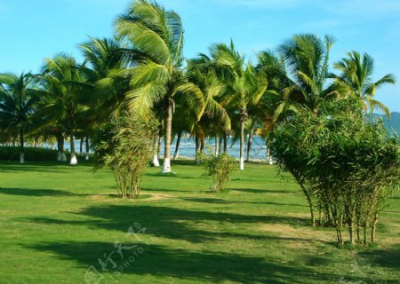 海南椰树风景图片