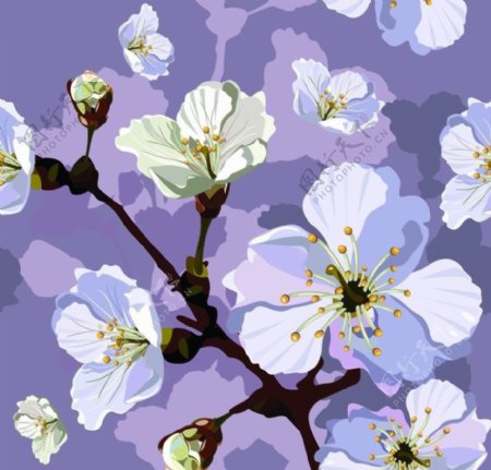 樱桃树枝花朵图片