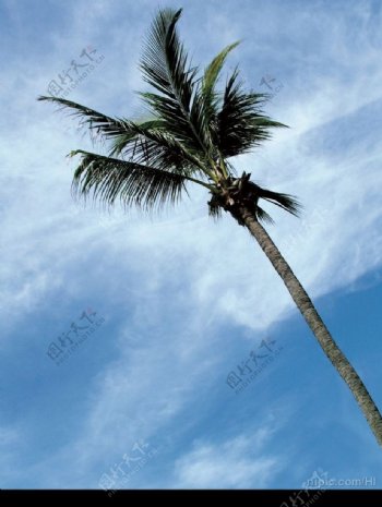 蓝天下的椰子树图片