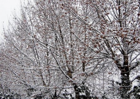 雪压梧桐图片
