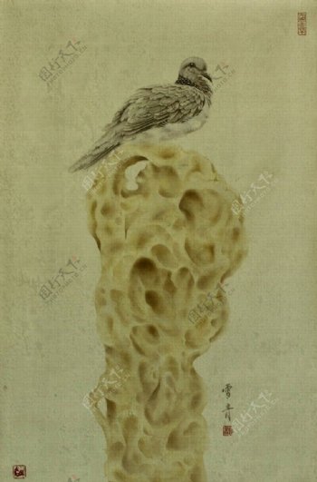 斑鸠黄石图图片