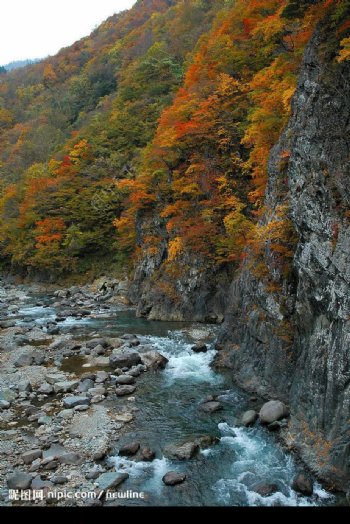 秋山紅葉图片