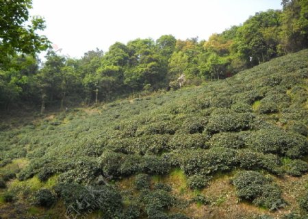 风景茶树图片