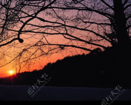 白色冬景朝阳树夕阳图片