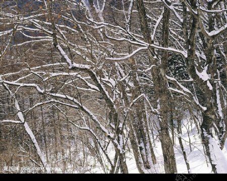 白色冬景树林雪图片