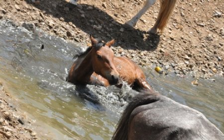 马匹饮水图片