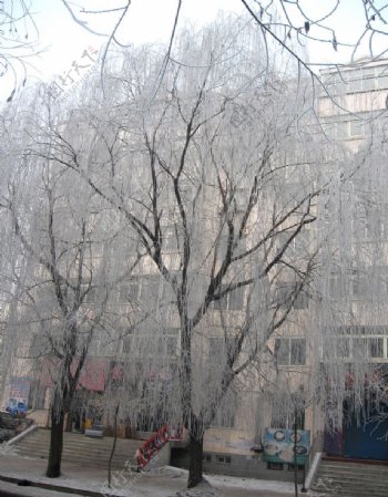 冬天的大树图片