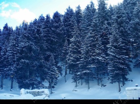 果子沟雪景图片