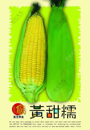 黄玉米图片