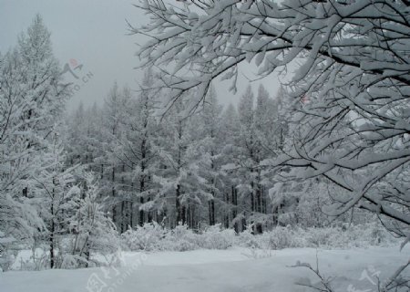 大兴安岭之冬图片