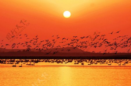 美丽的鄱阳湖鸟儿的乐园图片