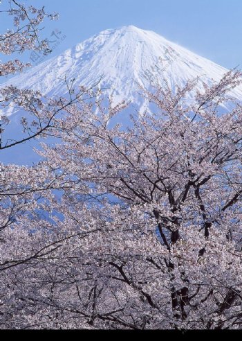 富士山櫻花图片