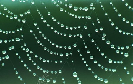 水滴蜘蛛网图片