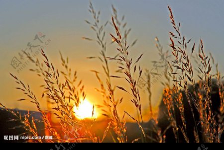 草穗夕阳图片