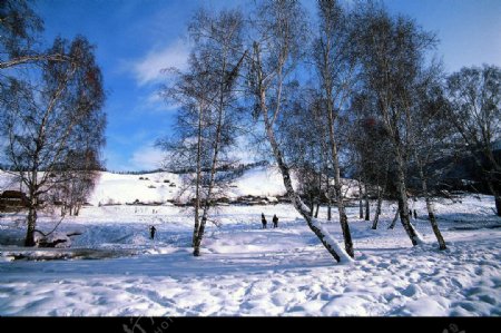 阿尔泰白哈巴冬景图片