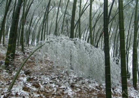 雪中竹图片