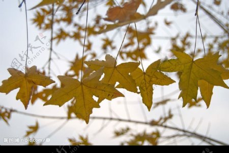 秋的黄枫叶图片