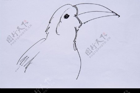 鸟钢笔画图片