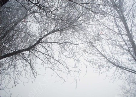 雾凇图片