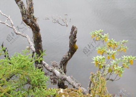 湖边的枯树枝图片