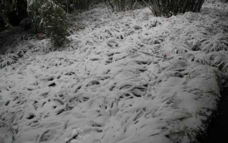 白雪皑皑图片