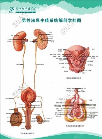 男性生殖泌尿系统解剖挂图图片
