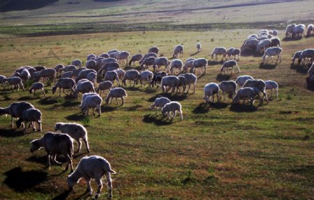 坝上草原的羊群图片