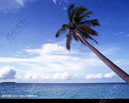 椰树蓝天大海海岸美景岛屿风情图片