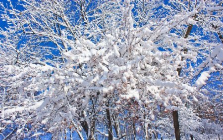 雪霁果红图片