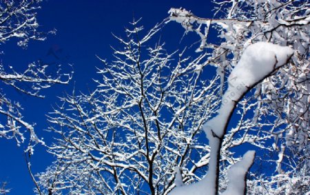 雪傲蓝天图片