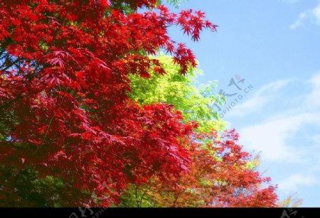 红绿枫叶图片