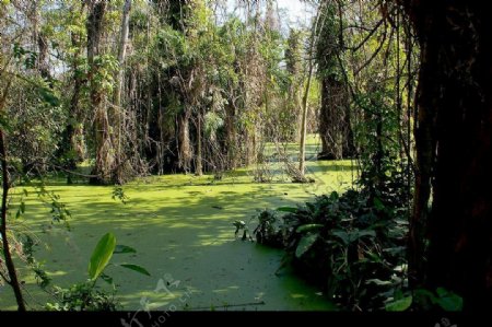 热带雨林沼泽图片