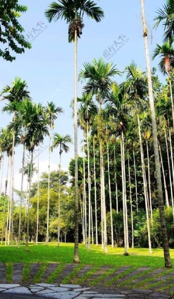 西双版纳槟榔树图片