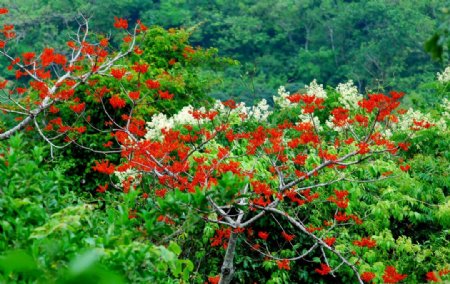 梧桐花图片