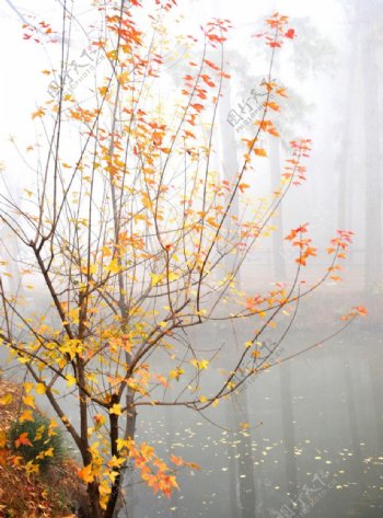 秋之林图片
