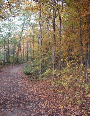 秋季树林景色图片