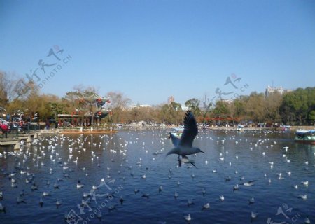 翠湖海鸥图片