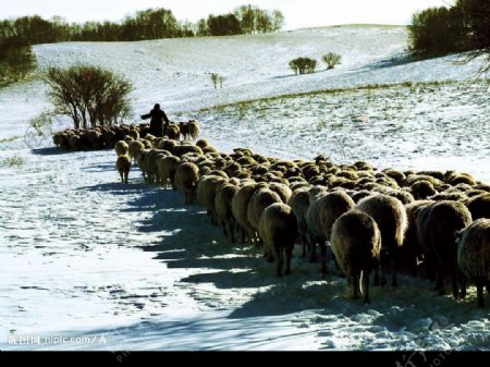 牧羊人图片