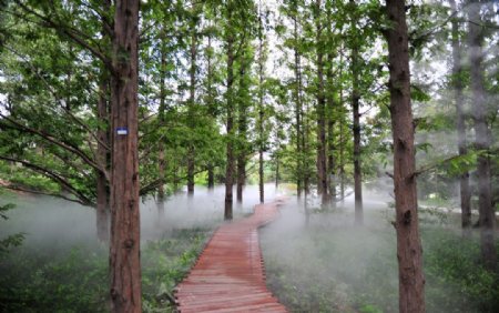 雾中的水杉图片