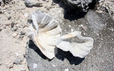 遗留在沙滩的贝壳图片