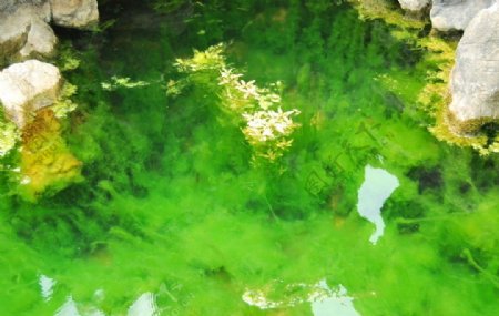 珍珠泉绿藻图片