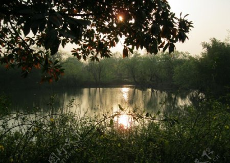 西溪湿地风景图图片