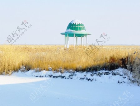 湿地和雪图片