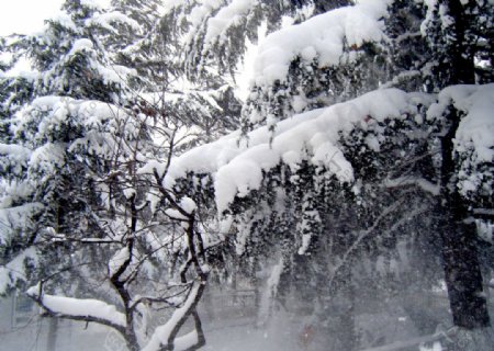 落雪图片