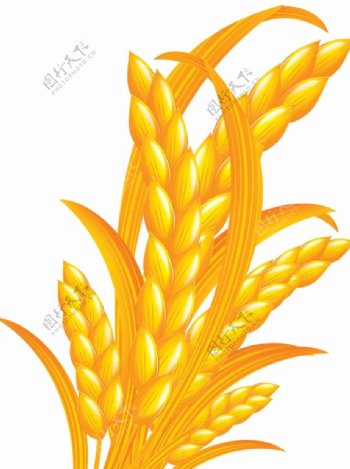 金黄色的稻穗图片