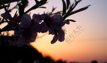 黄昏下的桃花图片