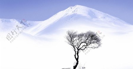 雪山上的一棵树图片