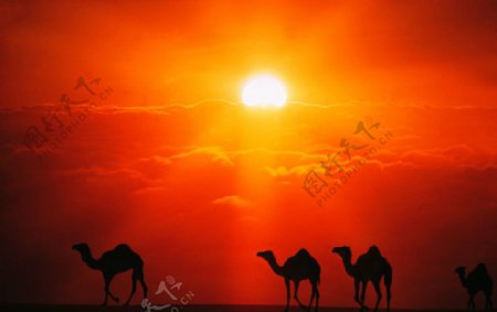 云海骆驼图片