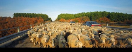 羊群行走在马路上图片